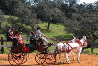 Paseos en carruaje de caballos